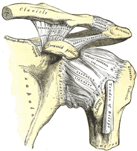 Acromioclavicular joint Photo Courtesy Henry Vandyke Carter - Henry Gray (1918) Anatomy of the Human Body Bartleby.com: Gray's Anatomy, Plate 326, Public Domain, / Wikipedia